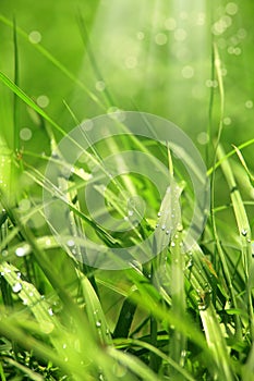 Close up green grass image and sunlight beam