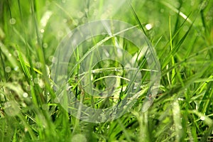 Close up green grass image and sunlight beam