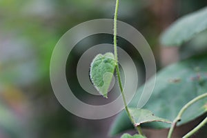 a close up of the green grass jelly plant photo