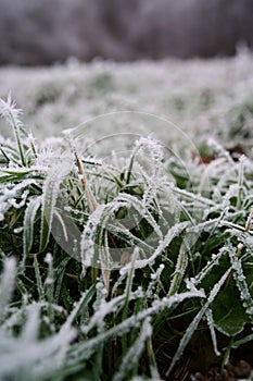 Close up of green grass leaves on a frost covered lawn