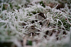 Close up of green grass leaves on a frost covered lawn with a wormcast