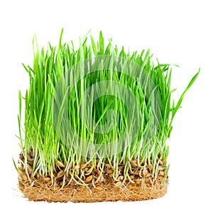 Close-up green grass with roots isolated