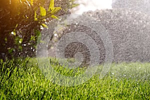 Close-up green grass and shrubs are watered by an automatic irrigation system