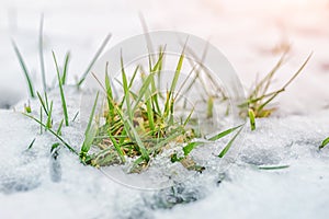 Close-up of green grass sprout through snow cover. Beginning of spring. End of Winter. Nature awakening concept