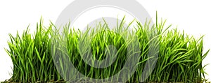 Close up green grass swath on a transparent background