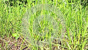 Close-up of green grass swaying in the wind. Selective shot,