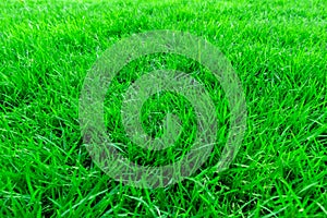 Close-up, Green grass texture background