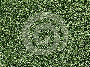Close up green grass texture for background, fresh lawn