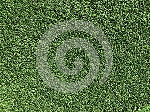 Close up green grass texture for background, fresh lawn