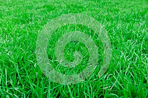 Close-up, Green grass texture background, Park green lawn texture