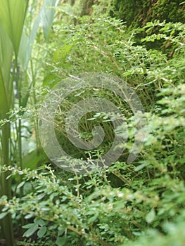 CLOSE UP GREEN GRASS WEED IN TROPICAL CORAL ROCK