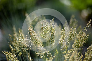 Close-up of green grasses with seeds - symbolic for hay fever (allergic coryza)