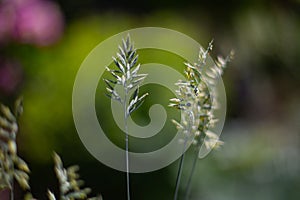Close-up of green grasses with seeds - symbolic for hay fever (allergic coryza)