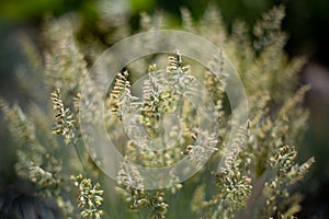 Close-up of green grasses with seeds - symbolic for hay fever (allergic coryza)