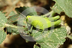 Close up green grasshopper is beautiful bug animal on leaf