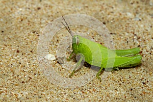 Close up green grasshopper is beautiful bug animal on sand