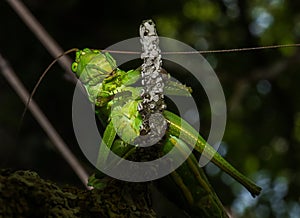 Close-up of a green grasshopper photo