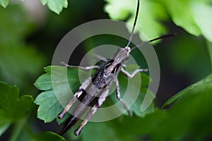 Close-up of a green grasshopper. Grasshopper on the grass.