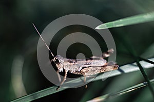 Close-up of a green grasshopper. Grasshopper on the grass.