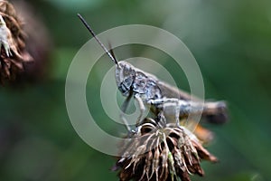 Close-up of a green grasshopper. Grasshopper on the grass.