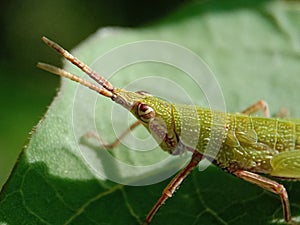 Close Up Green Grasshopper Head | Nature Macro Photography