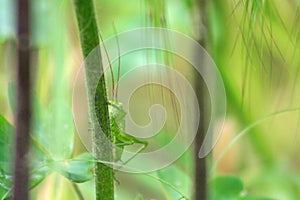 a close-up of a green grasshopper in tall grass photo
