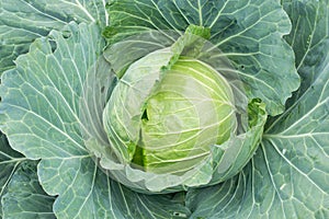 Close up Green Head cabbage