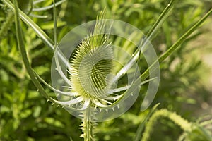 close-up: green head of teasel