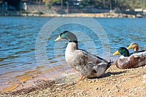 Close up of Green-Headed Duck Standing near Shallow Waters