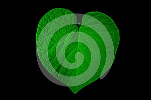 Close up of a green heart shaped leaf on black