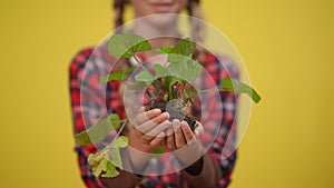 Close-up green herb in female adolescent Caucasian hands at yellow background. Unrecognizable confident teenage girl