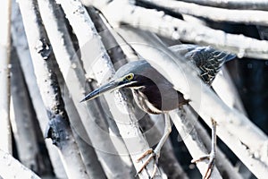 Close-up of a Green Heron Butorides virescens Perched on Tree Branch