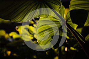 Close up green Homalomena Rubescen leaves. Sunshine through green leaves, nature spring