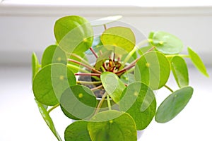 Close-up on a green home flower Pilea peperomioides