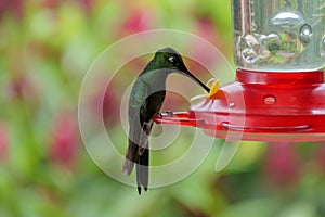 Close up of green hummingbird or colibri sipping at a birdfeeder. Location: Mindo Lindo, Ecuador