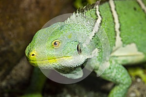 Close up of a green iguana