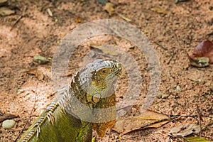 Close up of green iguana