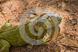 Close up of green iguana