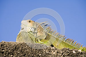 Close up of green Iguana