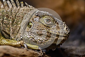Close-up of a green Iguana. Calm and beautiful green iguana reptile portrait closeup at zoo..