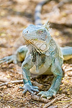 Close up green iguana front view