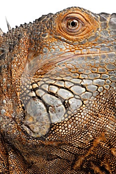 Close-up on a Green Iguana - Iguana iguana (6 year
