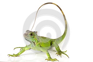 Close Up Green iguana Iguana iguana  isolated on white background