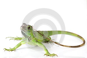 Close Up Green iguana Iguana iguana  isolated on white background