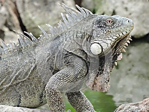 Close-up of a green Iguana iguana on a rock, Bonaire