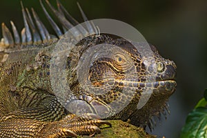 Close-up of a Green Iguana, Reptile