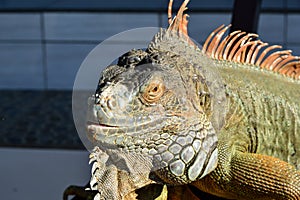 Close up of Green Iguana warming in the sun