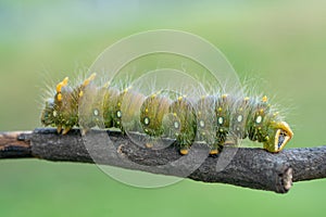 Close-up of Green Imperial Moth Caterpillar