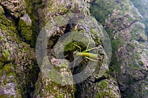 Close-up of a green insect that sits on the trunk of a tree.