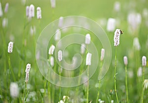 Close up of green Italian mountain meadow with flowers